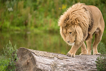 Animals, Lion, Predator, Climb, Log HD wallpaper