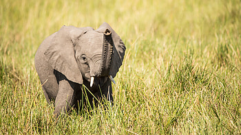 Animals, Grass, Young, Nice, Sweetheart, Joey, Elephant, Trunk HD wallpaper