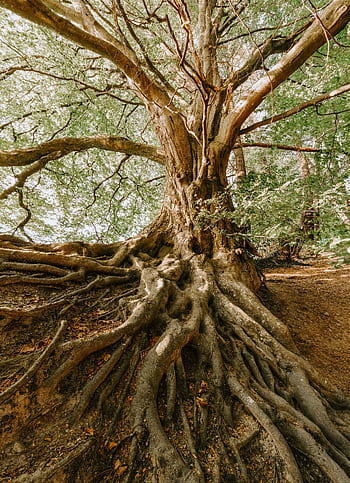 An impressive tree with sprawling roots in a tranquil forest setting, showcasing nature's beauty. HD phone wallpaper