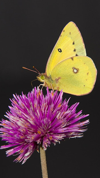 Yellow Butterfly, Wonderful, Aesthetic HD phone wallpaper