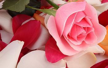 Plants, Flowers, Roses HD wallpaper