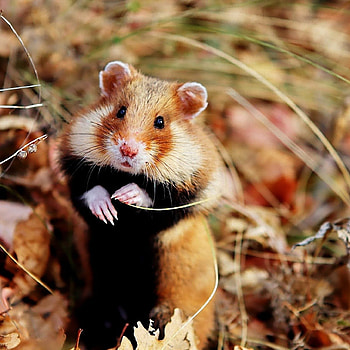 Outdoors, Hamsters HD phone wallpaper