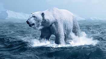 Polar , Stunning backgrounds, Arctic beauty, Winter vibes HD wallpaper