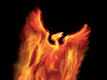 Phoenix, bird, 3d, fire HD wallpaper