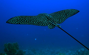 Animals, Sharks, Fishes HD wallpaper