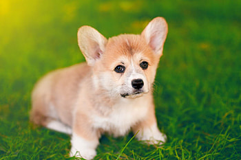 Corgi, Playful dogs, Cute puppies, Beautiful HD wallpaper