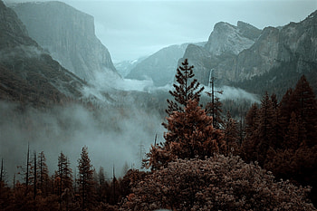 Nature, Trees, Mountains, Fog, Spruce, Fir HD wallpaper