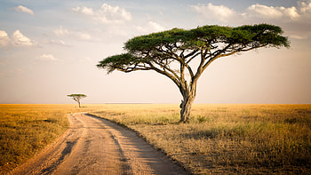 Africa, Forest landscape, National park scenery HD wallpaper