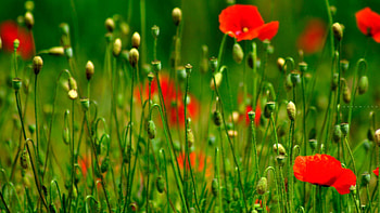 Flowers, Grass, Petals HD wallpaper