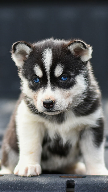 Husky , Stunning view, -perfect, Arctic beauty HD phone wallpaper