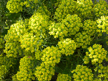 Plants, Nature, Flowers, Flora HD wallpaper