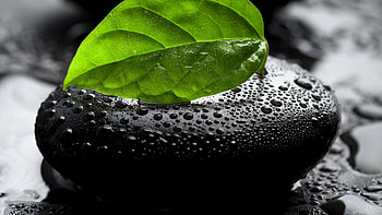 Background, Stones, Leaves, Drops HD wallpaper