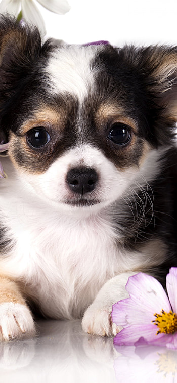 Chihuahua for , Stylish designs, Cute and fashionable, Customizable HD phone wallpaper