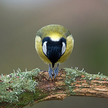 Let us pray, pray, cute, beautiful, bird HD wallpaper