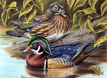 Place for Ducks, ducks, birds, plants, water HD wallpaper
