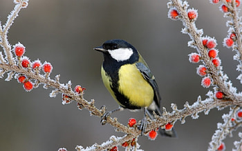 Little Bird, berries, branches, bird, snow HD wallpaper