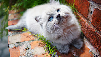 Kitty Blue Eyes , cat, animals HD wallpaper