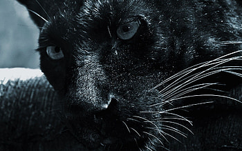 Black Panther HD wallpaper