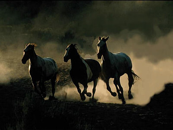 Horses, animal, run, horse, nature HD wallpaper