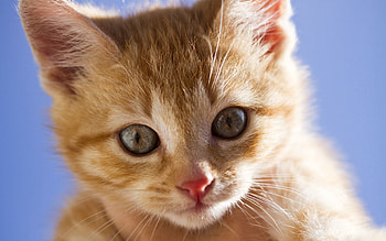 Animals, Kitty, Kitten, Muzzle, Sight, Opinion, Fright, Redhead HD wallpaper