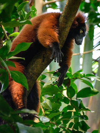 Animals, Wood, Tree, Animal, Lemur HD phone wallpaper