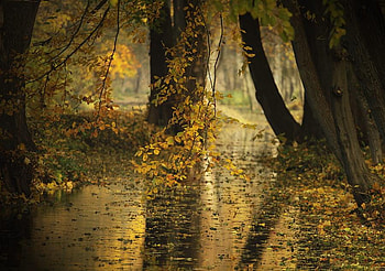 autumn sonata, trees, autumn, nature, forest HD wallpaper