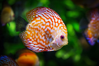 Discus fish , Ultra beauty, Vibrant and colorful, Perfect for backgrounds HD wallpaper