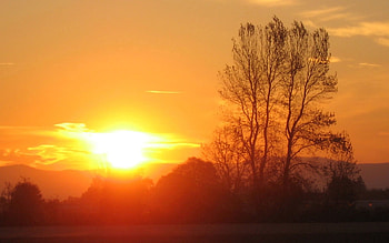 Nature, Sunset, Sun, Horizon, Shine, Light, Wood, Tree, Branches, Branch, Evening HD wallpaper
