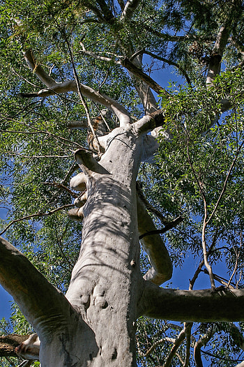 Eucalyptus tree trunk, Natural texture, , Peakpx HD phone wallpaper