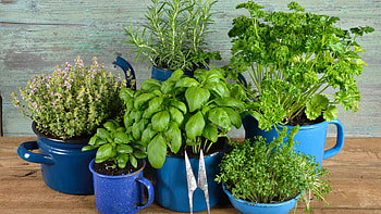 Herbs to grow indoors, Fresh flavor, Indoor gardening, Culinary delights HD wallpaper