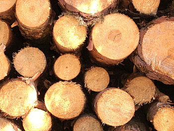 Wood, brown, nature, sun HD wallpaper