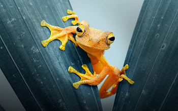 Frog, eyes, animal, nature HD wallpaper
