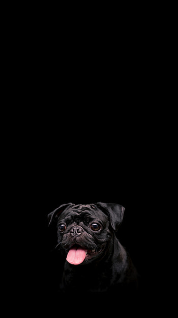 Animals, Dog, Pet, Protruding Tongue, Tongue Stuck Out, Pug HD phone wallpaper