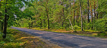road in the forest, green, tree, grass, nature, forest HD wallpaper