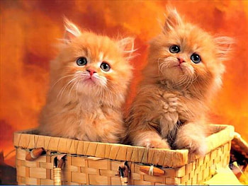 Cute Red Kittys, animal, red, couple, cats, cat HD wallpaper