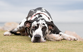 Great Dane, Comprehensive guide, History and personality, Care tips HD wallpaper