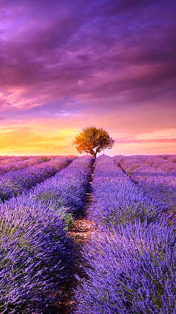 Beautiful landscapes, Nature's beauty HD phone wallpaper