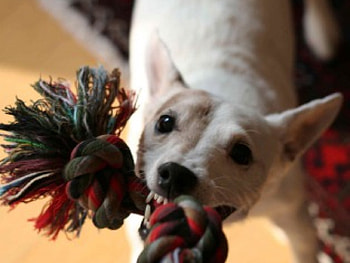 Come on play!!!, dog, playing, tug of war rope HD wallpaper