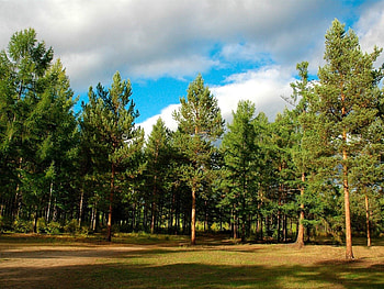 Nature, Trees, Conifers, Coniferous, Forest, Siberia HD wallpaper