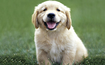 Dog, sweet, pay, dogs, puppies, cute, beautiful, beauty, playful, playful dog, puppy, dog face, pretty, animals, face, bubbles, lovely HD wallpaper