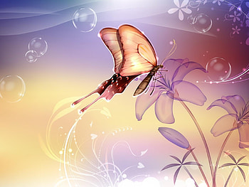 Butterfly, abstract, 3d HD wallpaper