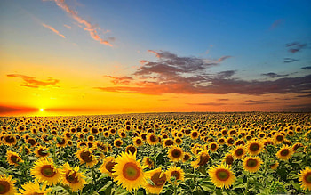 Sunset, Sunflowers HD wallpaper