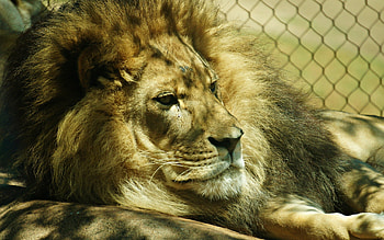 Animals, Grid, Lion, Mane HD wallpaper