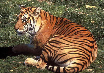 Tiger, cool, beautiful HD wallpaper