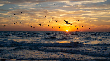 Beautiful Sea Waves Birds Sunset View Silhouette Background Nature HD wallpaper