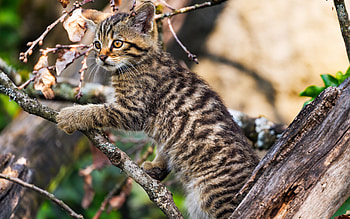 Kitten, animal, nature, cat HD wallpaper