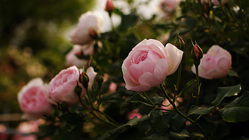 Light Pink Rose Flowers Petals Buds Bushes Green Leaves Blur Background Flowers HD wallpaper