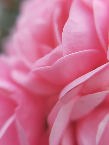 Pink, Flower, Macro, Petals, Bloom, Flowering HD phone wallpaper