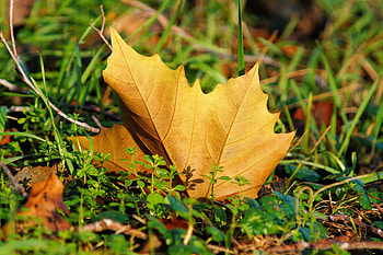 Nature, Grass, Sheet, Leaf, Maple HD wallpaper