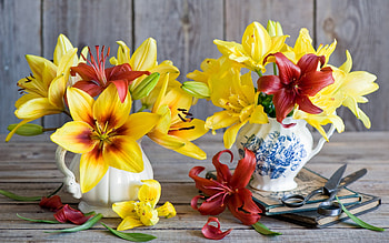 Spring Lilies, ribbon, panels, scissors, books, leaves, wood, vases, petals, flowers, Spring, lilies, bow HD wallpaper
